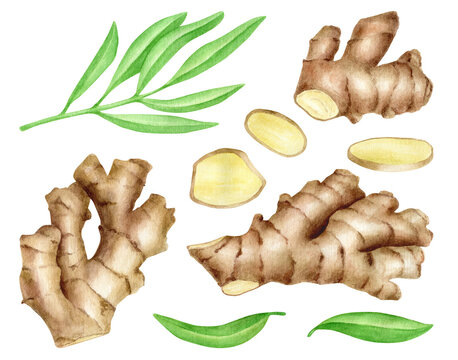 Ginger root with slices and leaves set. Hand drawn watercolor ginger rhizome illustration isolated on white background. Spice ingredient, herb for cosmetic, essential oil, painting for food package