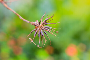close up of dry flower seeds  in green background