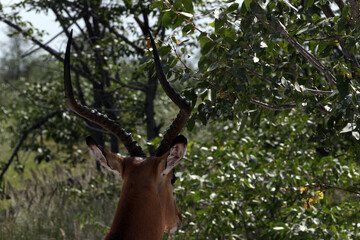 Black faced impala from behind on the alert