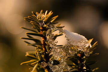 close-up of snow on yew branches