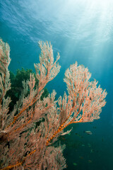 Fototapeta na wymiar Tropical reef scene under sun beams in Bali Indonesia