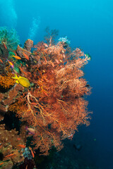 Fototapeta na wymiar Tropical reef scene in Bali Indonesia