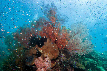 Fototapeta na wymiar Tropical reef scene with gorgonian fans and anthias in Bali Indonesia