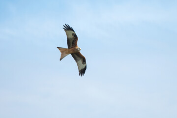 milan royal in flight