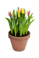 Bunch of purple and yellow tulips in clay pot isolated on white background