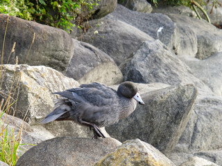 Obraz premium A blue duck beside the Motueka river, New Zealand.
