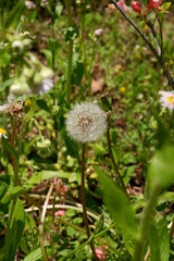 dandelion in the garden