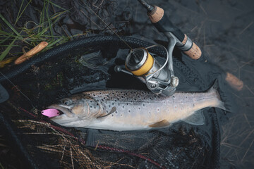 Brook trout caught by spinning.