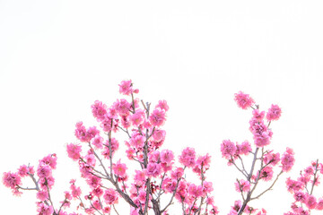 Obraz na płótnie Canvas 神戸岡本梅林公園の梅が満開。春が近い。