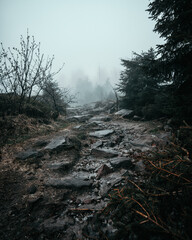 foggy black forest in the morning