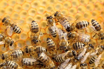 Macro of bees on honeycomb in apiary. - 412832825
