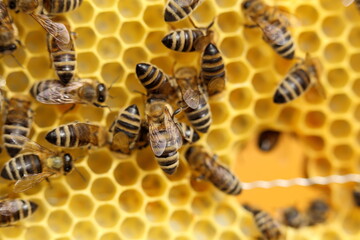 Honey bees in a beehive on frame. - 412833044