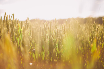 beautiful field of wheat in summer