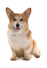 Pembrokeshire Welsh Corgi