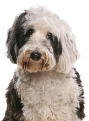 Tibetan Terrier