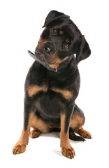 Obraz premium Rottweiler