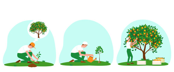 Set of illustrations of caring for a tangerine tree. A gardener planted a plant. Watering the tangerine tree from a watering can. The gardener collects tangerines in boxes. Flat vector illustration.