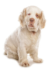 Clumber spaniel dog