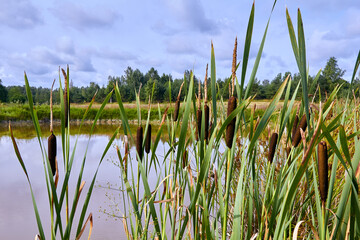 reeds growing on the shore of a reservoir in summer