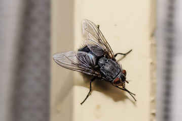Blaue Schmeißfliege (Calliphora vicina)