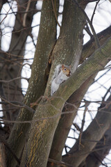 Eastern Gray Squirrel