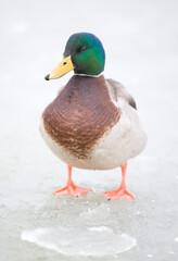 Mallard