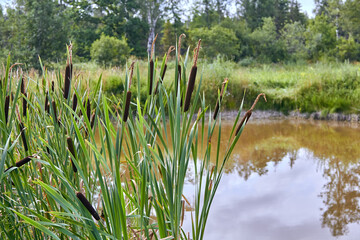 reeds growing on the shore of a reservoir in summer