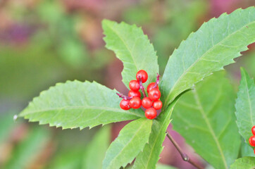 The red berry in japanese park