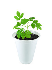 Closeup one month old tomato seedlings in plastic pot with soil isolated on white background. Vegetables growing, kitchen garden.  