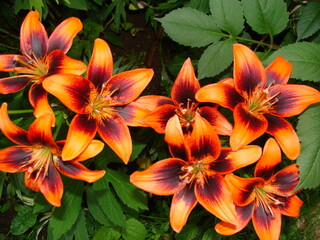 Fototapeta premium juicy orange lilies