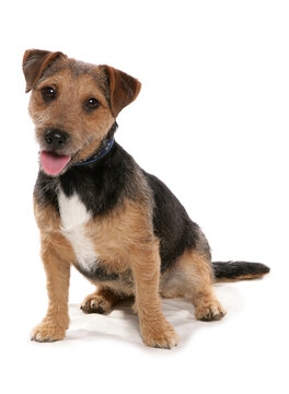 Patterdale Terrier