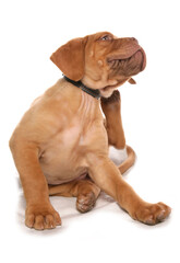 Dogue de bordeaux