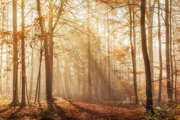 Beautiful Sunny Beech Forest with Fog in Autumn