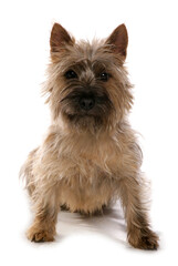 Cairn Terrier