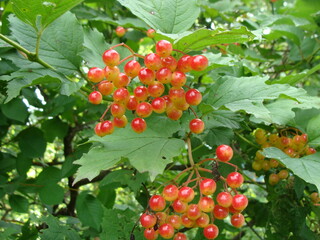 red berries of a currant