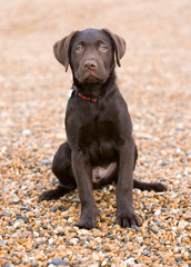 Labrador puppy