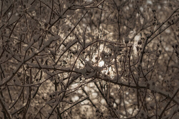 Abstract background of branches covered with snow and frost.