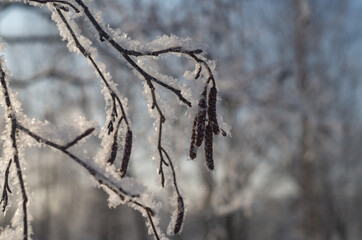Alder ( Alnus ) branches with catkins in the snow on a natural blurred background. Snow-covered branches of alder in the sunlight. Natural winter abstract background.