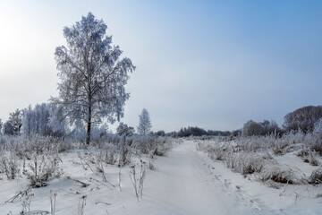 scinic view at winter road in a field covered with snow in a cloudy day, leadind to a frost forest on the background