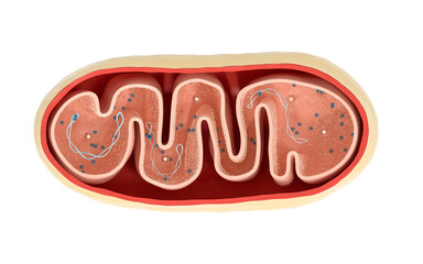 Cross-section view of Mitochondria. Medical info graphics on white background, 3d rendering. - obrazy, fototapety, plakaty