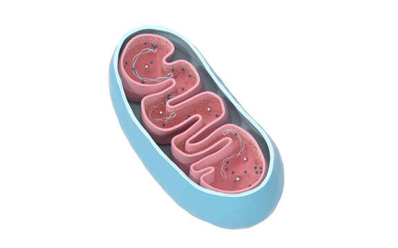 Cross-section view of Mitochondria. Medical info graphics on white background, 3d rendering.