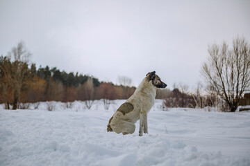 A homeless dog sitting on snow in winter and looking at something