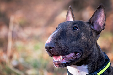 Bullterrier in outside autumnal winter setting alert and attentive