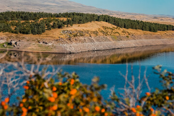 Beautiful landscape of reservoir with lots of spruces, colorful flowers and reflective water