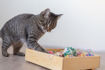 Domestic cat playing on the floor with colorful colorful balls