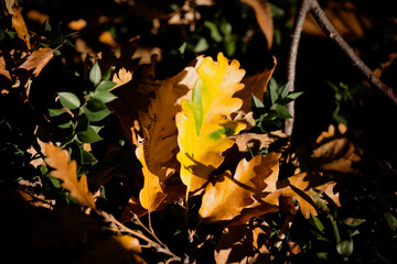 In the woods in autumn