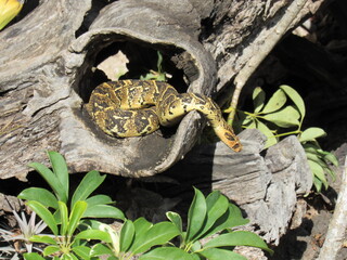 Adder Snake