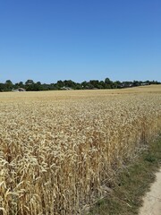 Field in Karrebæksminde, Denmark