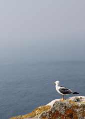 contemplative seagull looking at the blue horizon of the sky and the sea