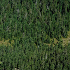 Spruce surface. Square image. Copy space.